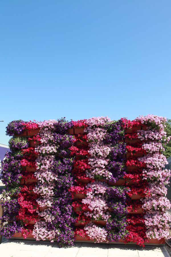 Varying shades of annuals aligned vertically with Petunias.