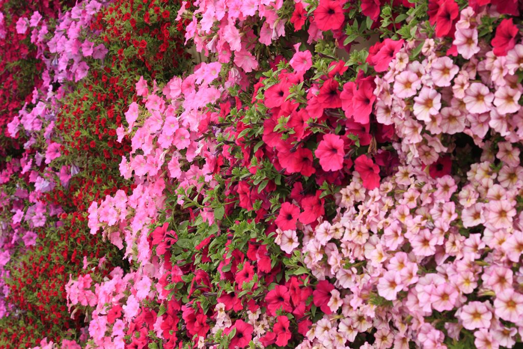Petunia, Petchoa, and Calibrachoa Green Wall