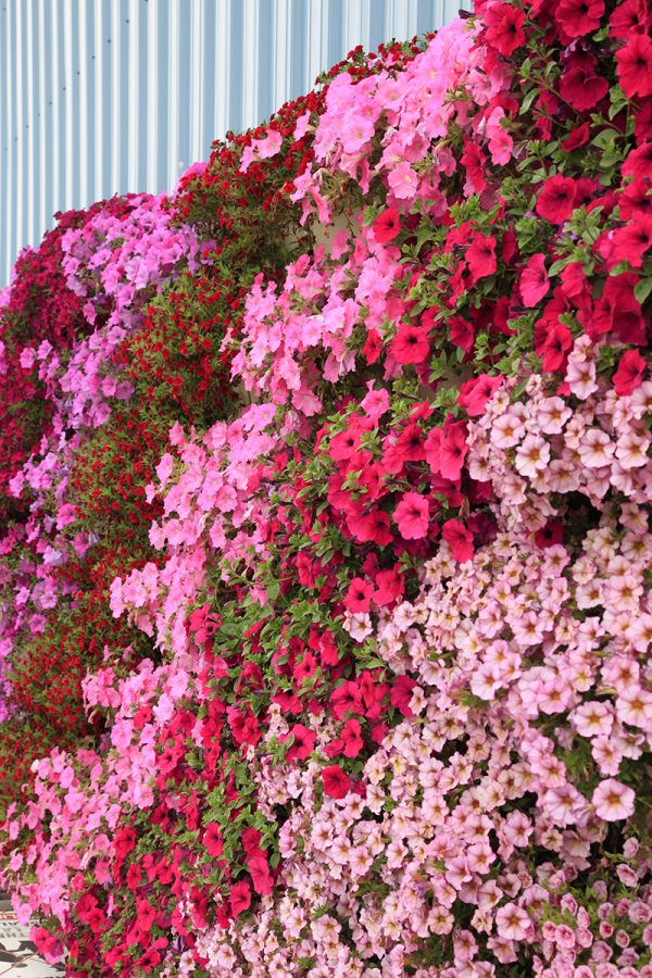 Shades of pink and red annuals in a living wall.