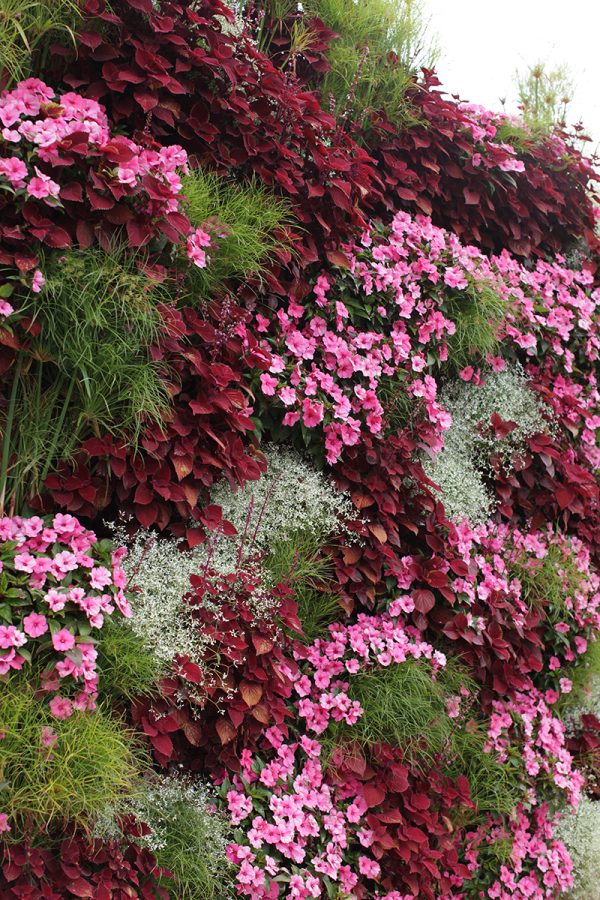 Combination of colors from different annuals on a living wall.