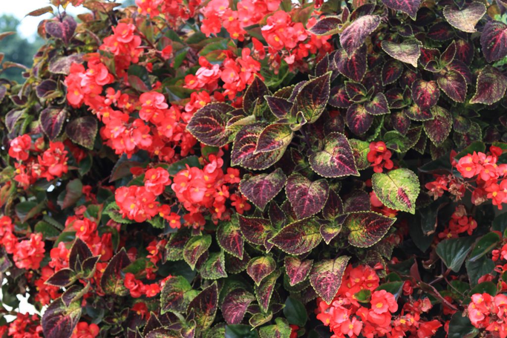Red Begonia and Purple Coleus LiveScreen