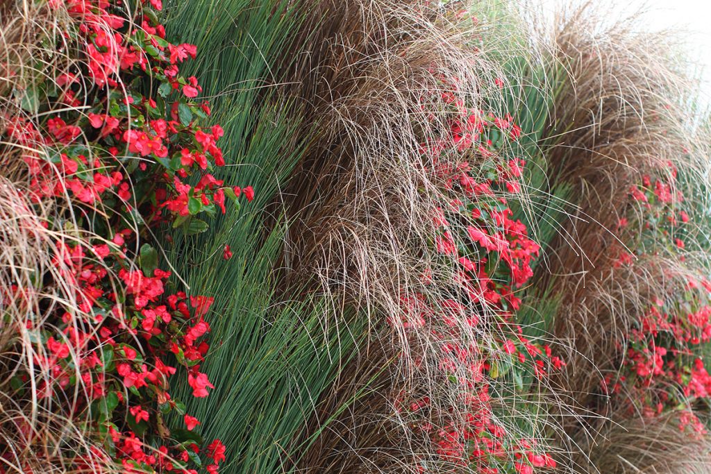 Sedges, Rushes, and Begonia in Wall Garden