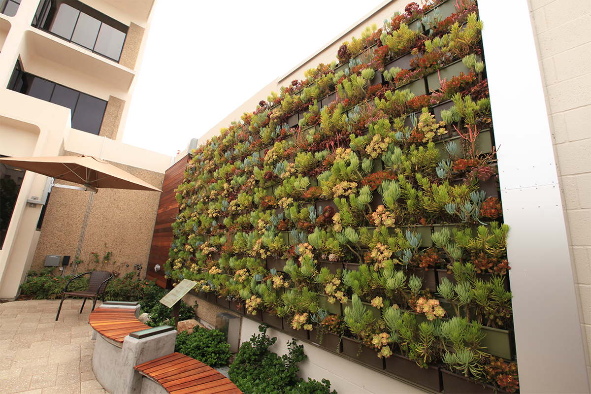 Green wall planted with succulents at Sharp Coronado Hospital.
