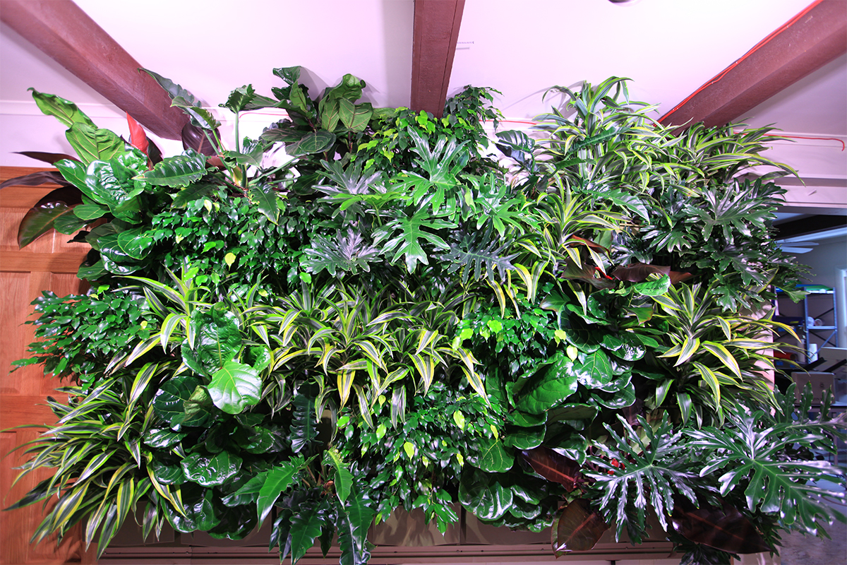 Lots of texture from a living wall with a mix of tropical plants.