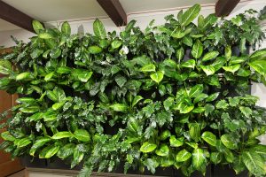 Dieffenbachia and Philodendron 'Xanadu' Living Wall Plant Trial