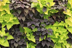 Simple Yet Elegant Green Wall with Two Contrasting Sweet Potato Vines