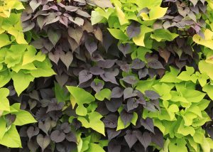 Mix of two different colored Sweet Potato Vines in a living wall.