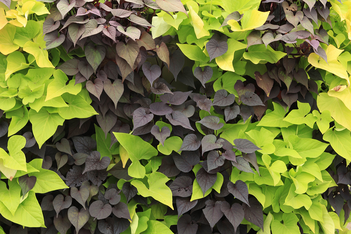 Mix of two different colored Sweet Potato Vines in a living wall.