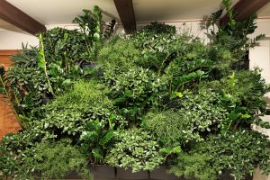 Robust Succulent Plantings in Indoor Living Wall
