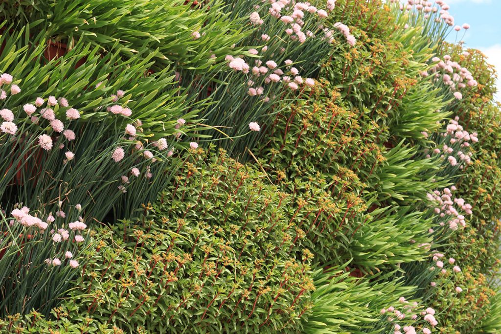 Sedums and Alliums in Diagonally Planted Wall