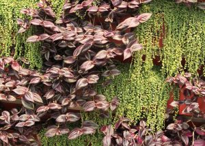 Contrasting succulents in a diagonal pattern on a living wall.
