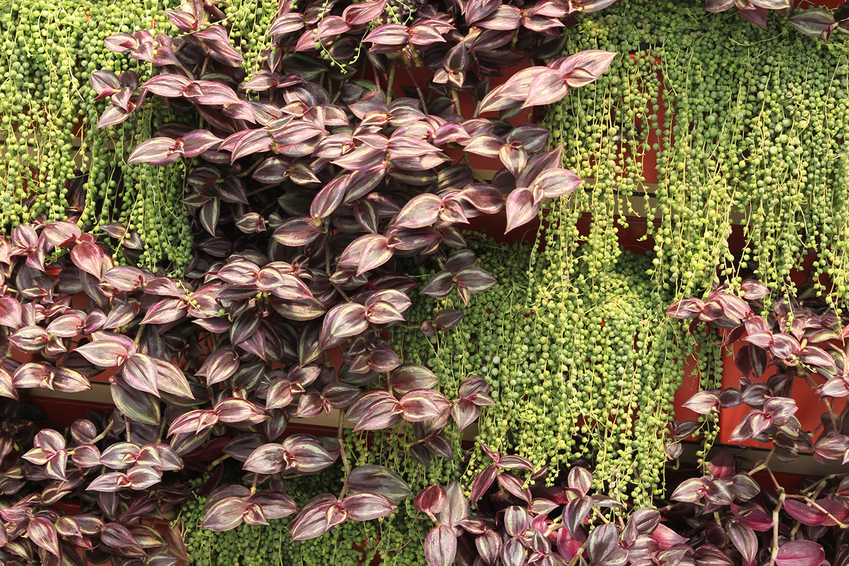 Contrasting succulents in a diagonal pattern on a living wall.