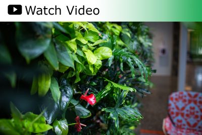 Watch Video: Cornerstone University's Bio-Filtration Living Wall Installation at the Jack and Mary De Witt Center for Science and Technology