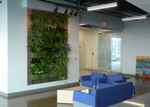 Newly planted green wall at McGarry Bair law firm in Grand Rapids, Michigan.