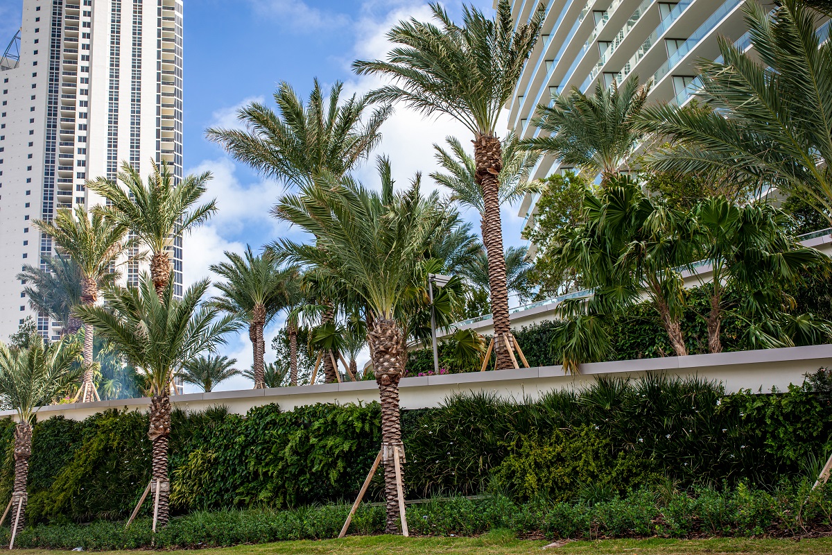 Green living wall with palm trees at Armani Casa in Miami