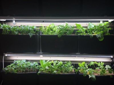 LiveWall has a unique lighting option for growing a broad array of herbs, greens, & lettuce.