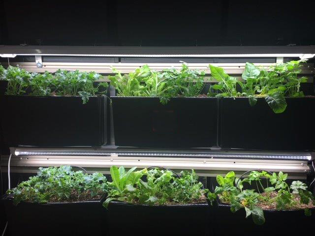 iveWall Indoor Strip Lighting for Herbs, Greens, Vegetables