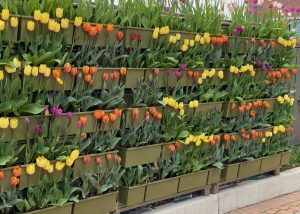 Many colors of tulips in a LiveWall outdoor green wall system
