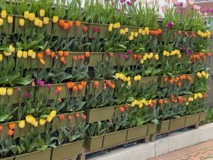 City of Holland Tulip Wall