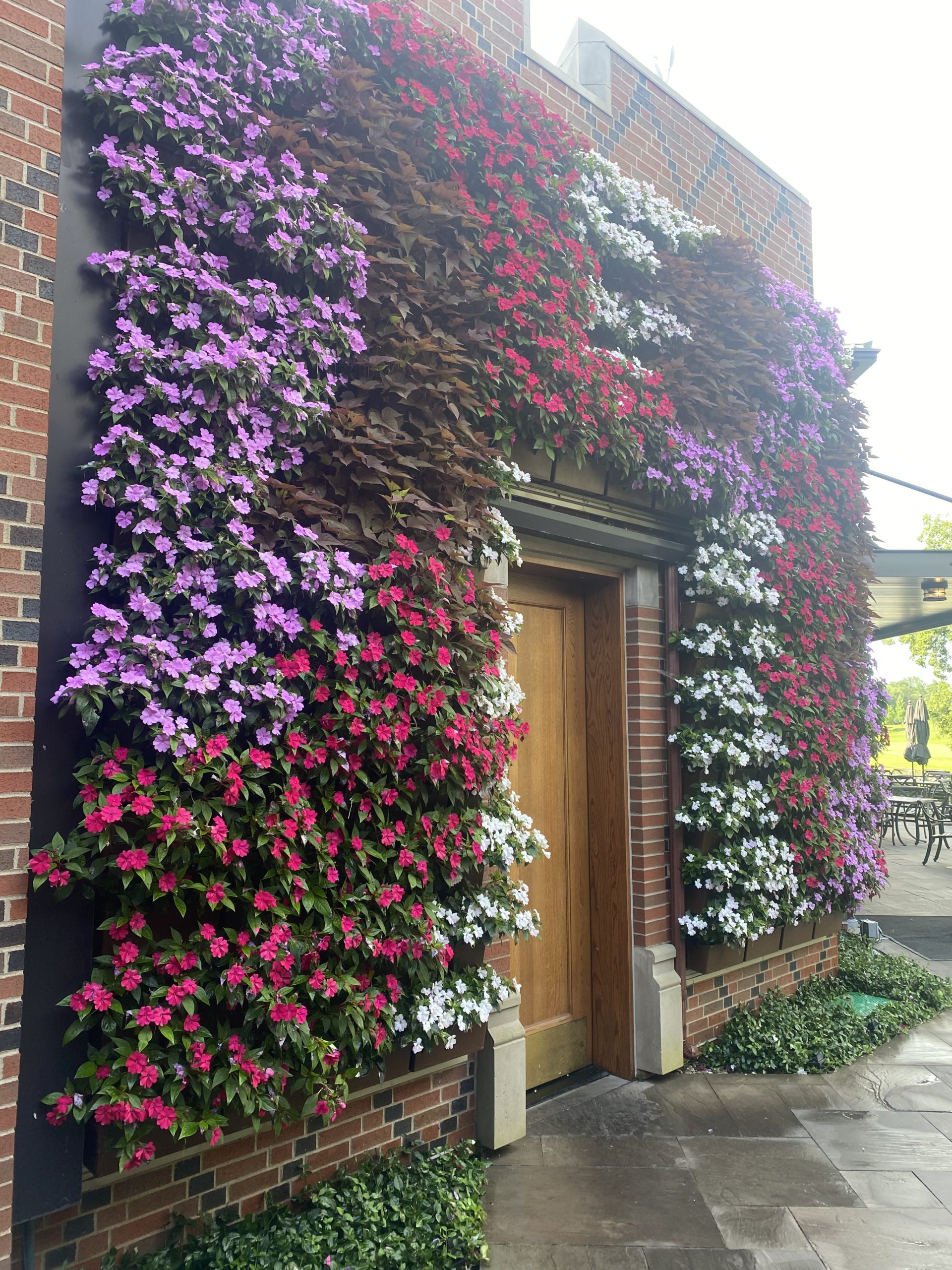 Vibrant annuals in Butterfield Country Club's living wall.