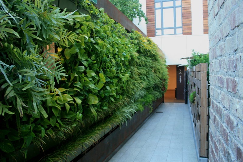 Living wall at Hotel Cerro in California