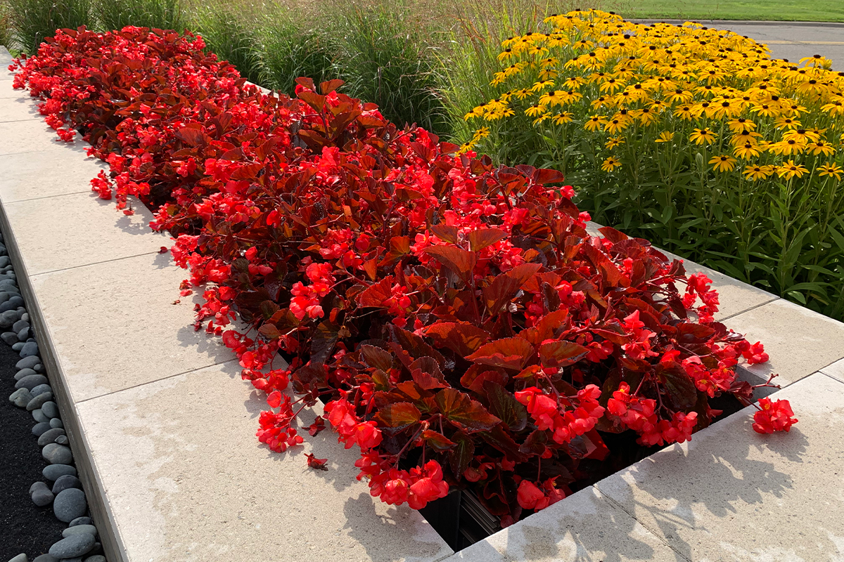 Vibrant, red annuals at Heroes Point Park in Rochester, MI
