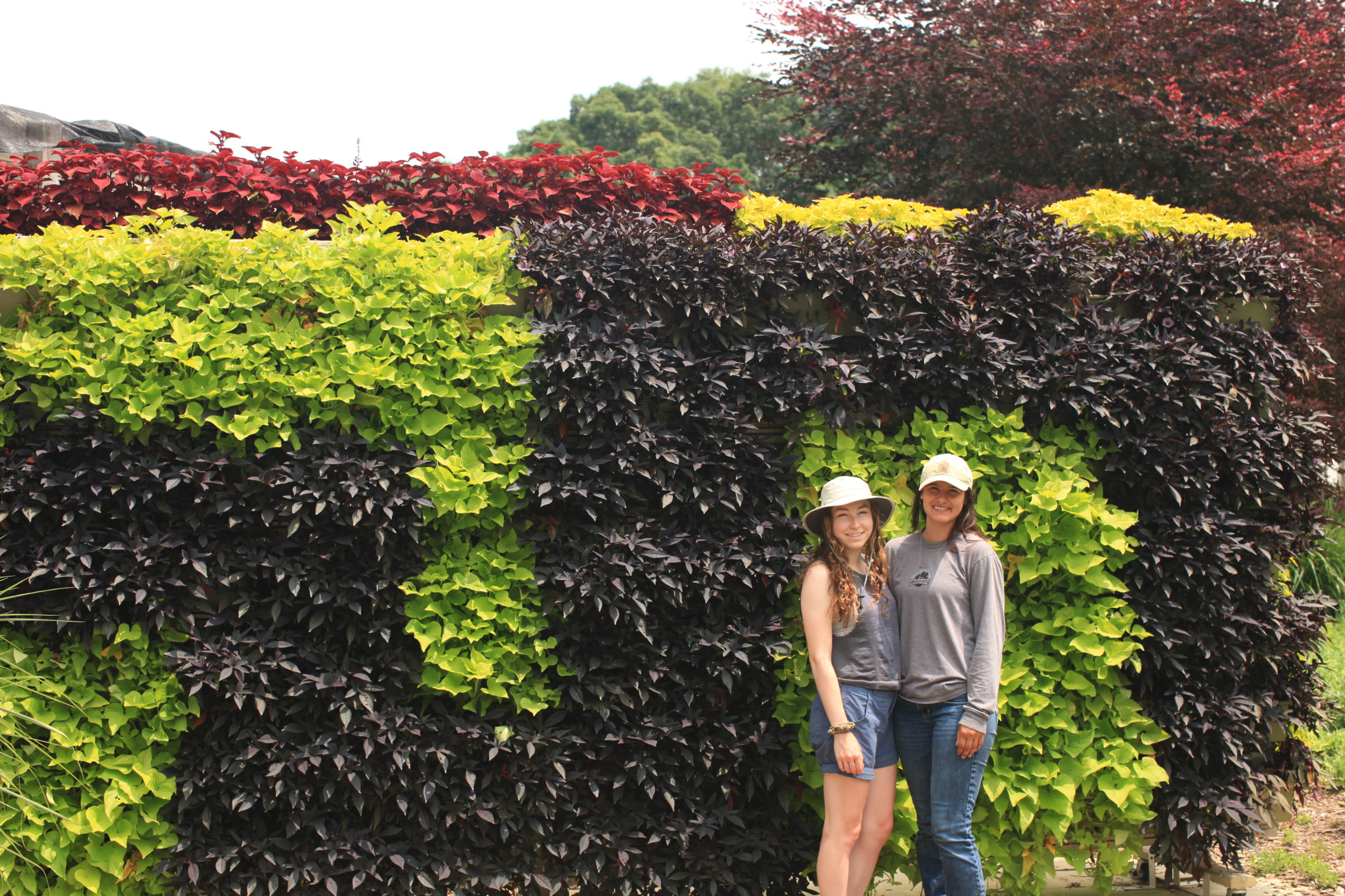 Two interns posing in front of a patterned living wall