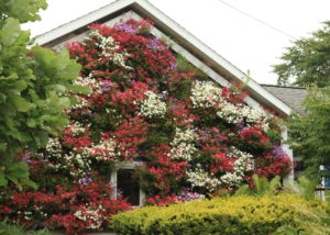 White, pink, and red blooms in a garage living wall