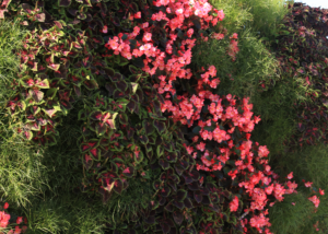 Tall living wall with a curved stripe of pink annuals