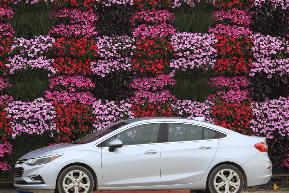 A car parked in front of a plaid pink living wall