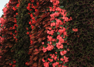 A tall vertical green wall with rich red and purple flowers