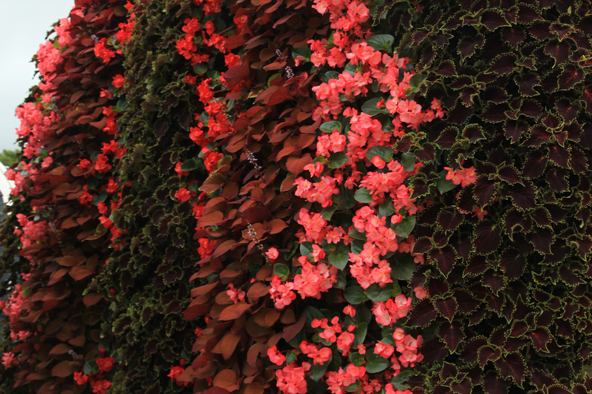 A tall vertical green wall with rich red and purple flowers