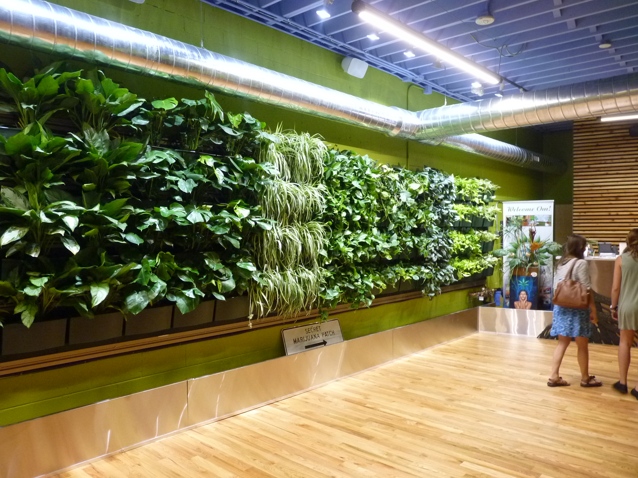 Beautiful living wall displayed at Mission Dispensaries (Om of Medicine) in Ann Arbor MI