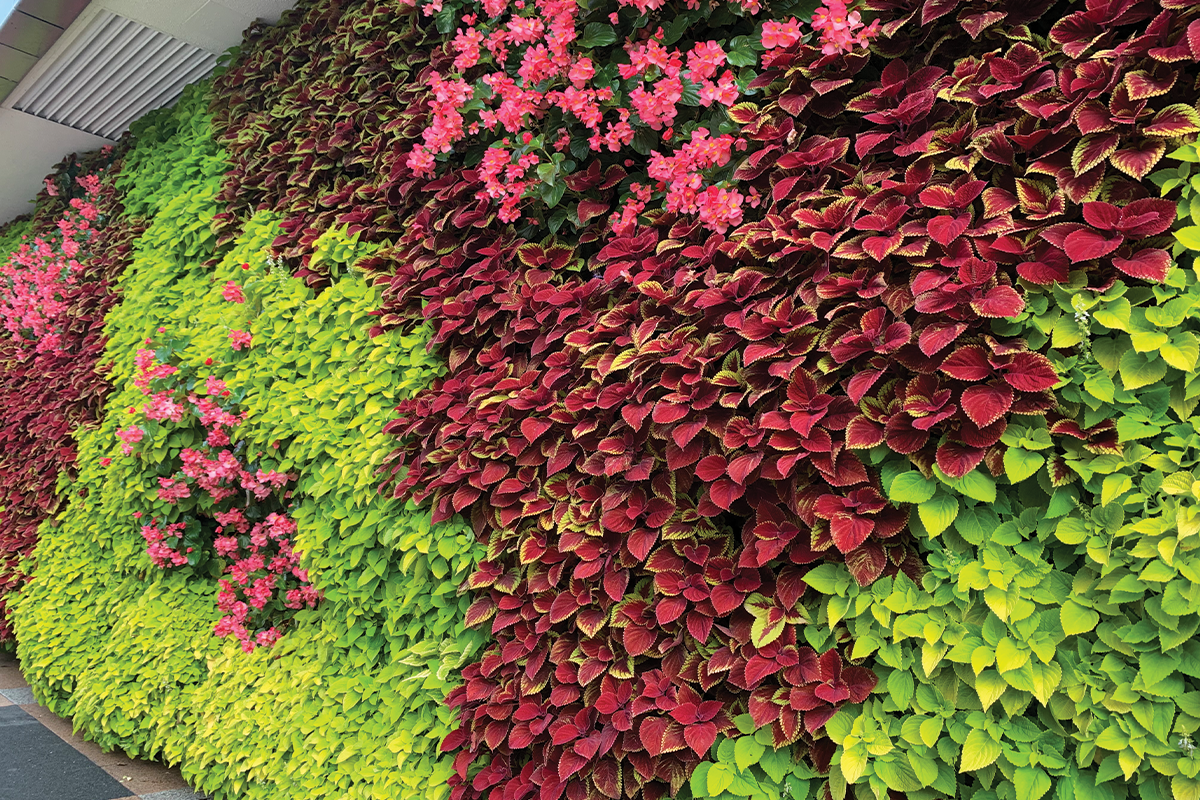 Close up of Amway Grand's colorful annuals living wall