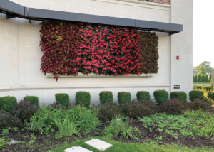 Living wall with red foliage at Christian Financial Credit Union