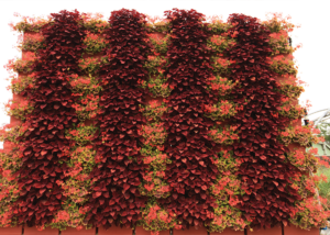 A large living wall with vibrant red and green coleus and geranium