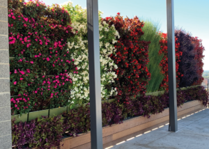 Colorful living wall on Huntington Place's roof top