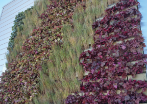 Heuchera and grasses in a large, square living wall at REI in Iowa