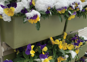 Yellow and purple pansies in a living wall, topped with snow