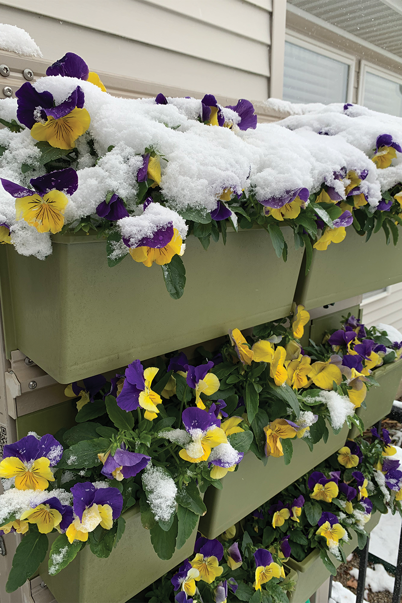 Yellow and purple pansies in a living wall, topped with snow