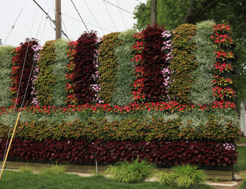 Combination of Annuals in Vertical and Horizontal Stripes