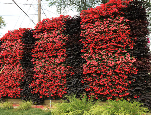 Striking Bands of Intense Red Begonias and Dark Ipomoea