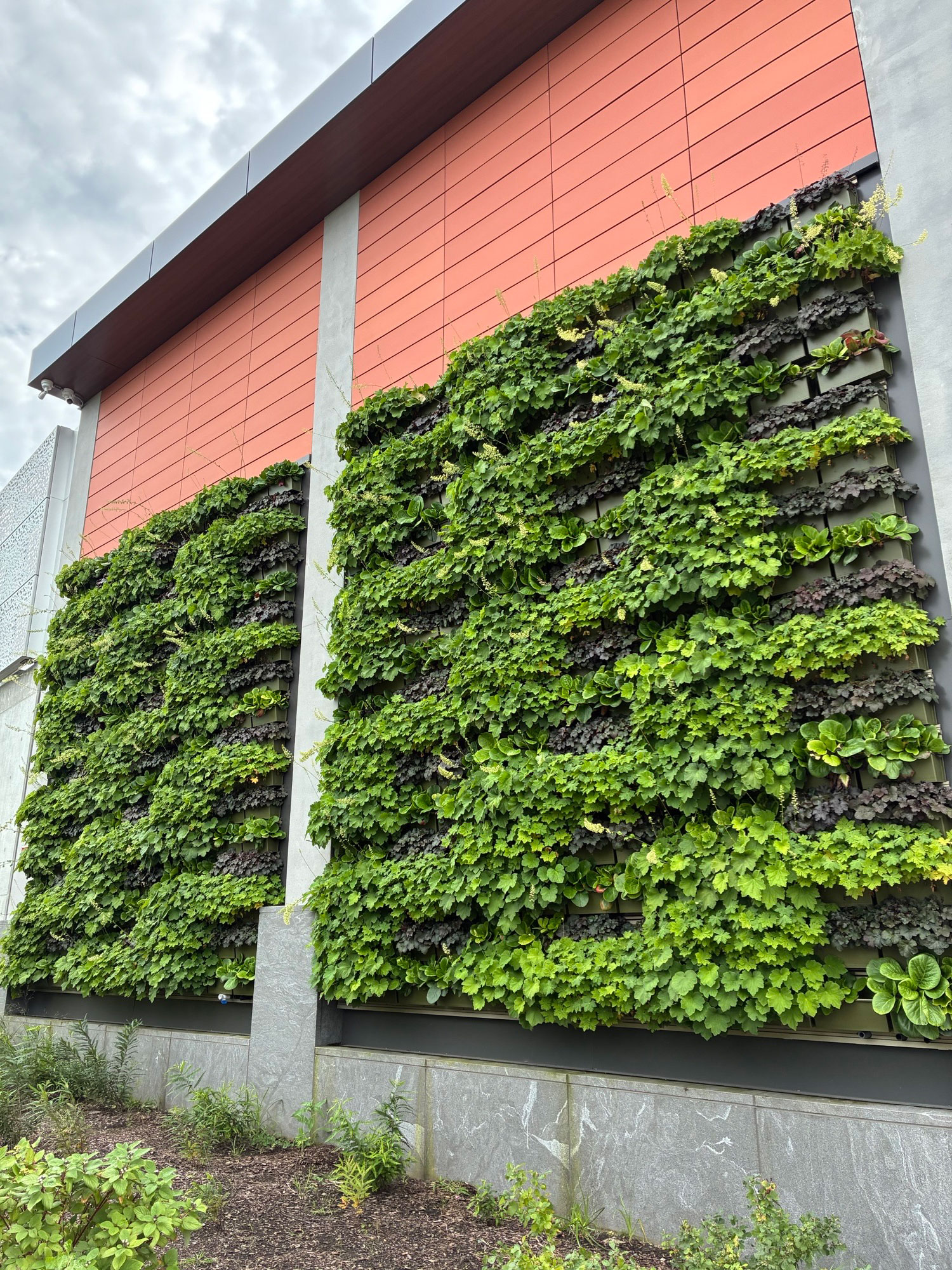 mystic-east-eagle-north-walls-3-4-plants